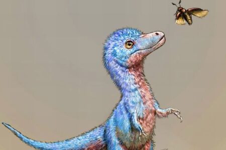 ティラノサウルスの赤ちゃんの大きさは、ボーダーコリーほどだった可能性