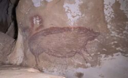 4万5500年前のイノシシの絵、世界最古の壁画をインドネシアの洞窟で発見