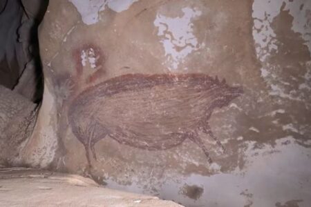 4万5500年前のイノシシの絵、世界最古の壁画をインドネシアの洞窟で発見
