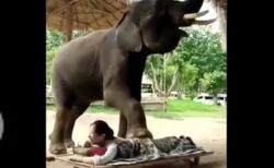 人をマッサージしてくれる象、可愛いけど動物虐待との意見も