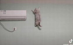 中国のスパイダーキャット！壁にぴったり貼り付くネコがすごい！