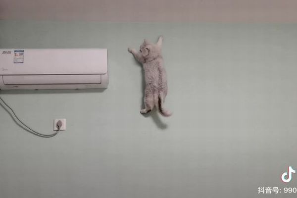 中国のスパイダーキャット！壁にぴったり貼り付くネコがすごい！