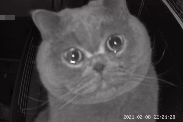 家で留守番していたネコ 寂しさからか カメラの前で涙を浮かべる Switch News スウィッチ ニュース