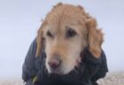 雪山で2週間も行方不明だった犬を登山者が救助、歩けず、吠える力も残っていなかった