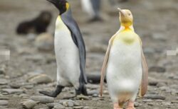頭が黄色、体がクリーム色をした珍しいペンギン、南大西洋の島で撮影に成功