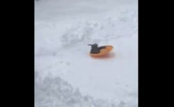 ソリに乗るのが大好きなニワトリ、1羽で雪の斜面を滑っていく【動画】