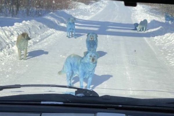 ロシアの工場付近で体が青く染まった野良犬、7匹が発見され保護される