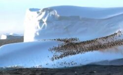 漂う氷山の上で休憩するペンギンたち、数百羽が群れる様子を撮影