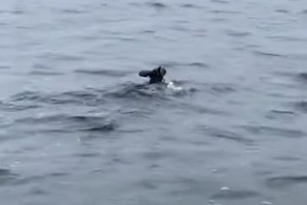 岸から離れた場所を泳いでいたカンガルー、溺れそうな所を男性が船で救助