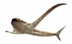 巨大な翼のようなヒレを持ったサメ、白亜紀のメキシコ湾に生息