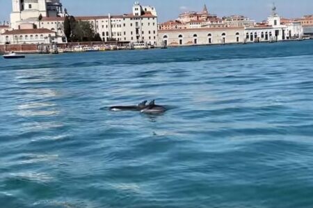 ベネチアに2頭のイルカが出現、運河を泳いでいく貴重な姿を撮影