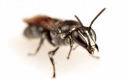 約100年間確認されてこなかった稀少なハチ、オーストラリアで発見