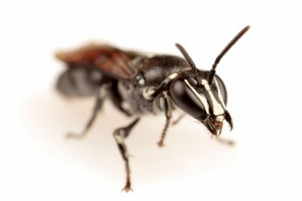 約100年間確認されてこなかった稀少なハチ、オーストラリアで発見