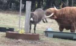 「こっちに来ないで！」小さなロバが大きな牛を威嚇、後ろ足で蹴り追い払う