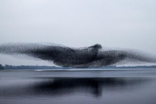 ムクドリの群れが巨大な鳥に変身、大きな翼を広げた瞬間を撮影