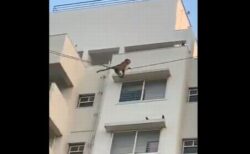 サルが電線を使って滑っていく、インドで撮影された動画が面白い