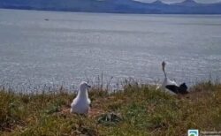 NZでアホウドリが着陸に失敗、顔面から地面に突っ込み、足をバタバタ