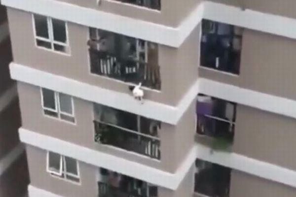 まさに奇跡…マンションの12階から少女が落下、男性が見事受け止め命を救う