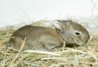 トラックの干し草の中で発見されたウサギの赤ちゃん、300kmも旅を続けていた！