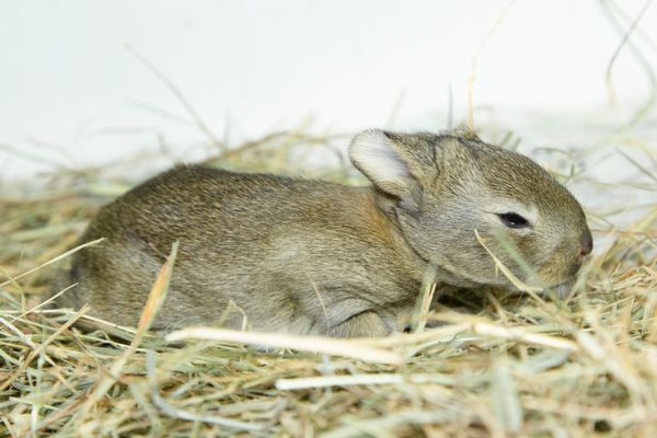 トラックの干し草の中で発見されたウサギの赤ちゃん、300kmも旅を続けていた！