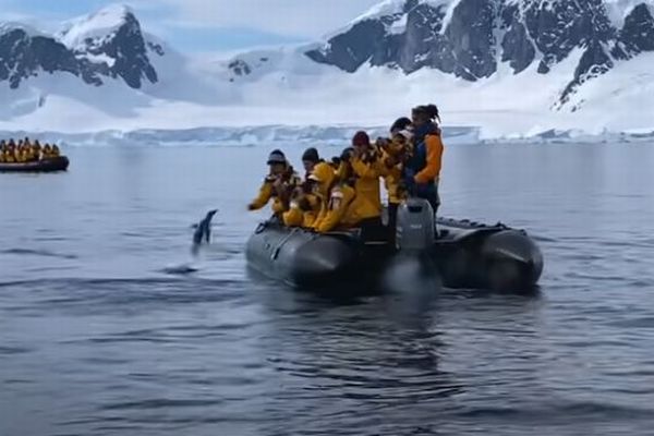 南極でシャチに追われていたペンギン、思わず人間のボートに乗ってしまう