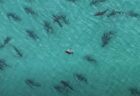 フロリダの沖合で無数のサメが集結、ドローンで撮影された動画が圧巻