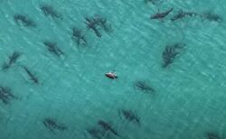 フロリダの沖合で無数のサメが集結、ドローンで撮影された動画が圧巻