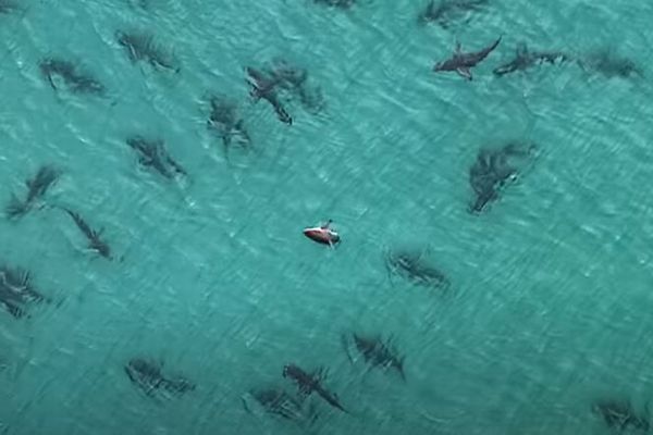 フロリダの沖合で無数のサメが集結、ドローンで撮影された動画が圧巻