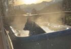 「ふー、いい湯だね」野生のクマがお風呂に入ってリラックス【動画】