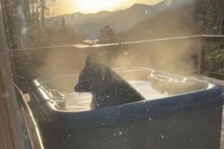 「ふー、いい湯だね」野生のクマがお風呂に入ってリラックス【動画】