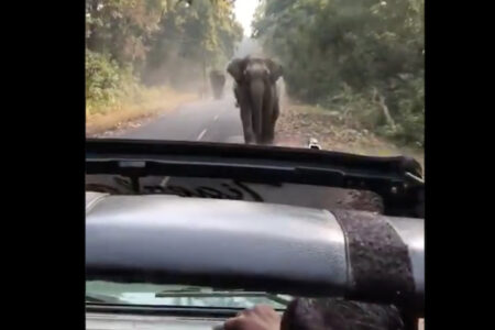 おとなしいはずの象が突進して来た！観光客が撮影した動画が恐ろしい