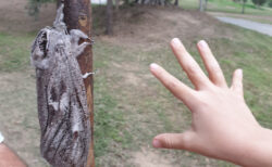 手のひらより大きい蛾が撮影され、アマチュア昆虫学者たちも興奮