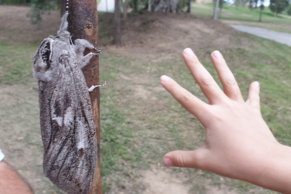 手のひらより大きい蛾が撮影され、アマチュア昆虫学者たちも興奮