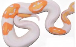 ヘビの模様がスマイル絵文字、約65万円で売却