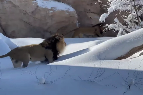 ライオンが雪遊び、喜んで走り回る珍しい場面が撮影された