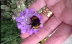 羽を失ったハチと、ある女性の間に生まれた友情