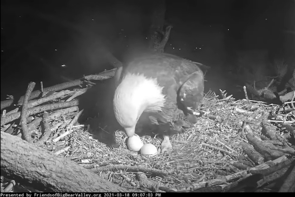 孵らない卵を温め続けるハクトウワシの動画が悲しすぎる