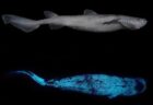 ニュージーランドの深海に住む、生体発光する3種類のサメを初めて確認