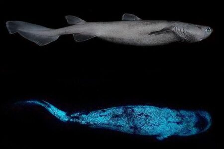 ニュージーランドの深海に住む、生体発光する3種類のサメを初めて確認