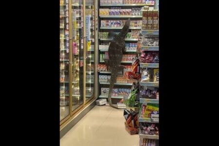 まさに破壊獣！巨大なトカゲがタイの店で、次々と商品を棚から落としていく