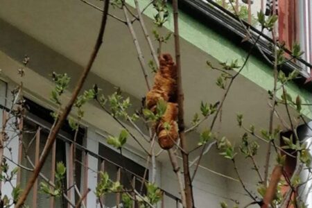 ポーランドの住民が奇妙な動物が木にいると通報…しかし意外なものだと判明