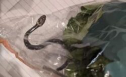 豪のスーパーで購入したレタスの中に毒ヘビ、パッケージに生きたまま入っていた！