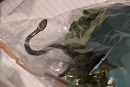豪のスーパーで購入したレタスの中に毒ヘビ、パッケージに生きたまま入っていた！