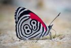 羽に「88」の模様が描かれた蝶、南米のコロンビアで撮影