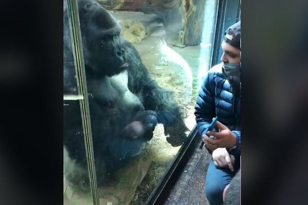 「スマホをスワイプしてくれ！」動物園のゴリラが人間に指示する動画が面白い