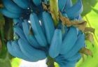 青いバナナ、ブルー・ジャワ・バナナはアイスクリームの味がする