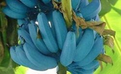 青いバナナ、ブルー・ジャワ・バナナはアイスクリームの味がする