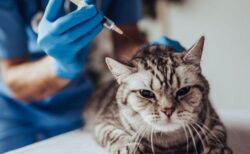 世界で初めて、ロシアで動物向けの新型コロナワクチン「Carnivac-Cov」を承認