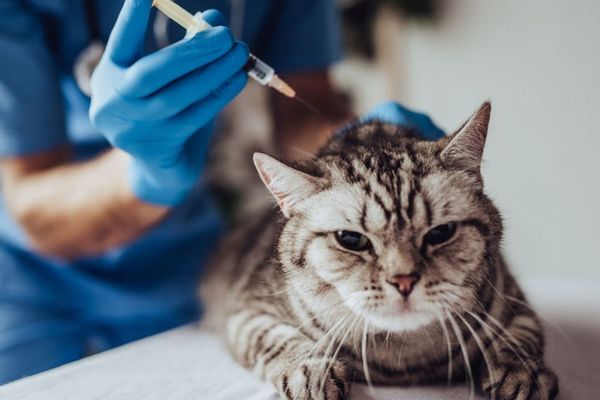 世界で初めて、ロシアで動物向けの新型コロナワクチン「Carnivac-Cov」を承認