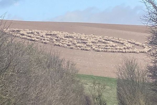まるで円盤のよう！イギリスで羊の群れが奇妙なサークルを描いていた！